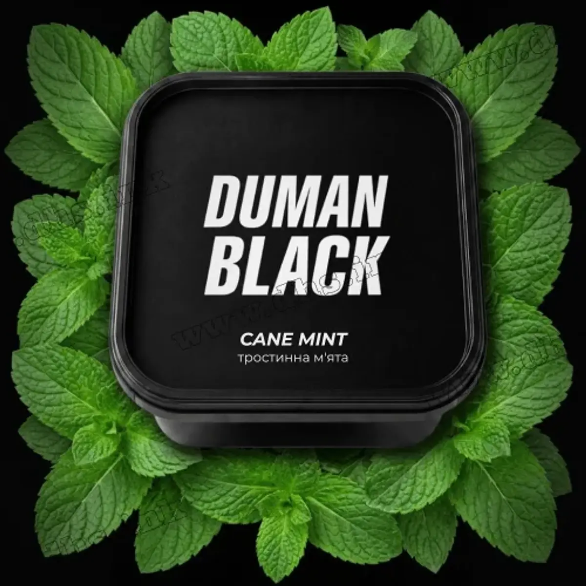 Cane Mint