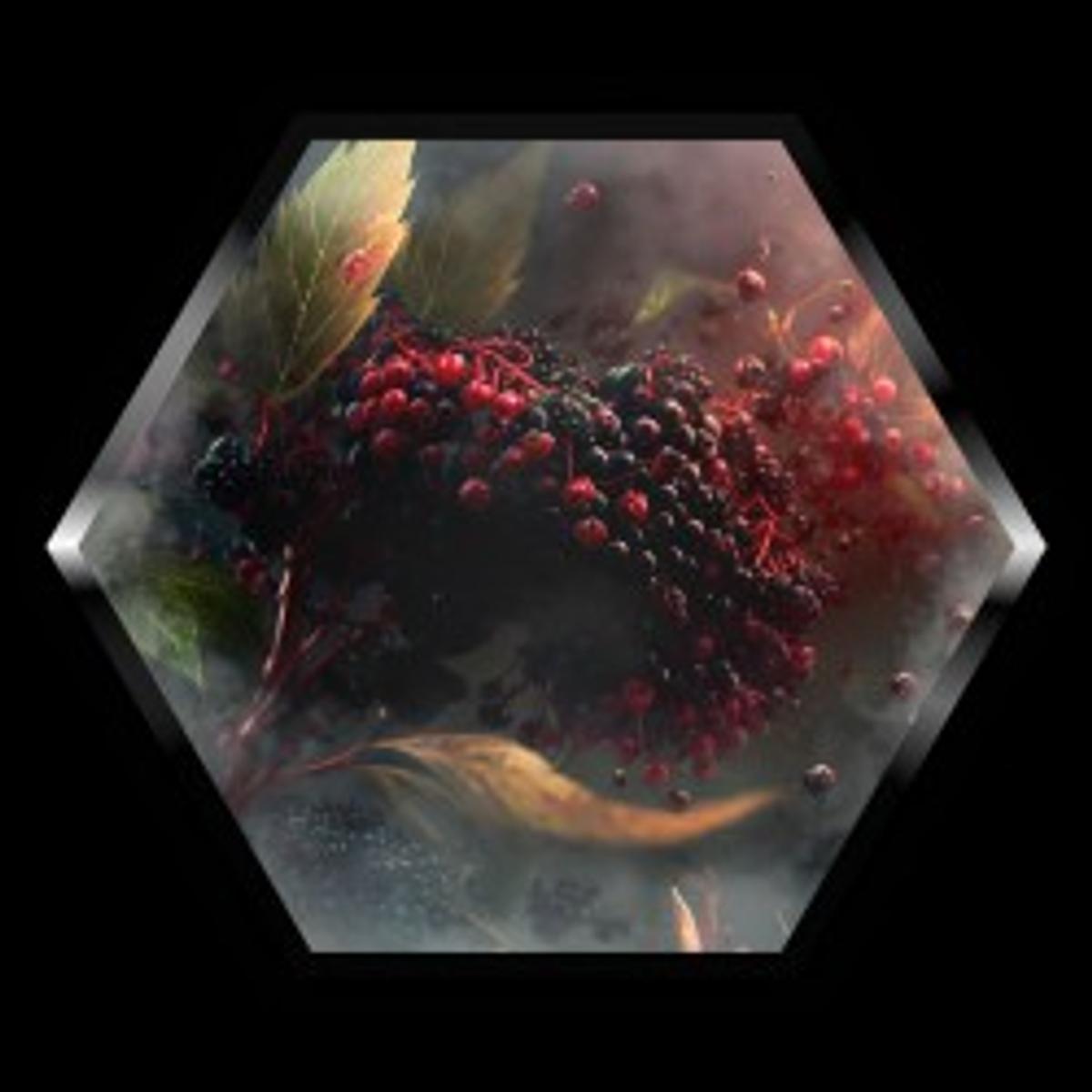 Elderberry